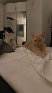 Miezi & Semmel