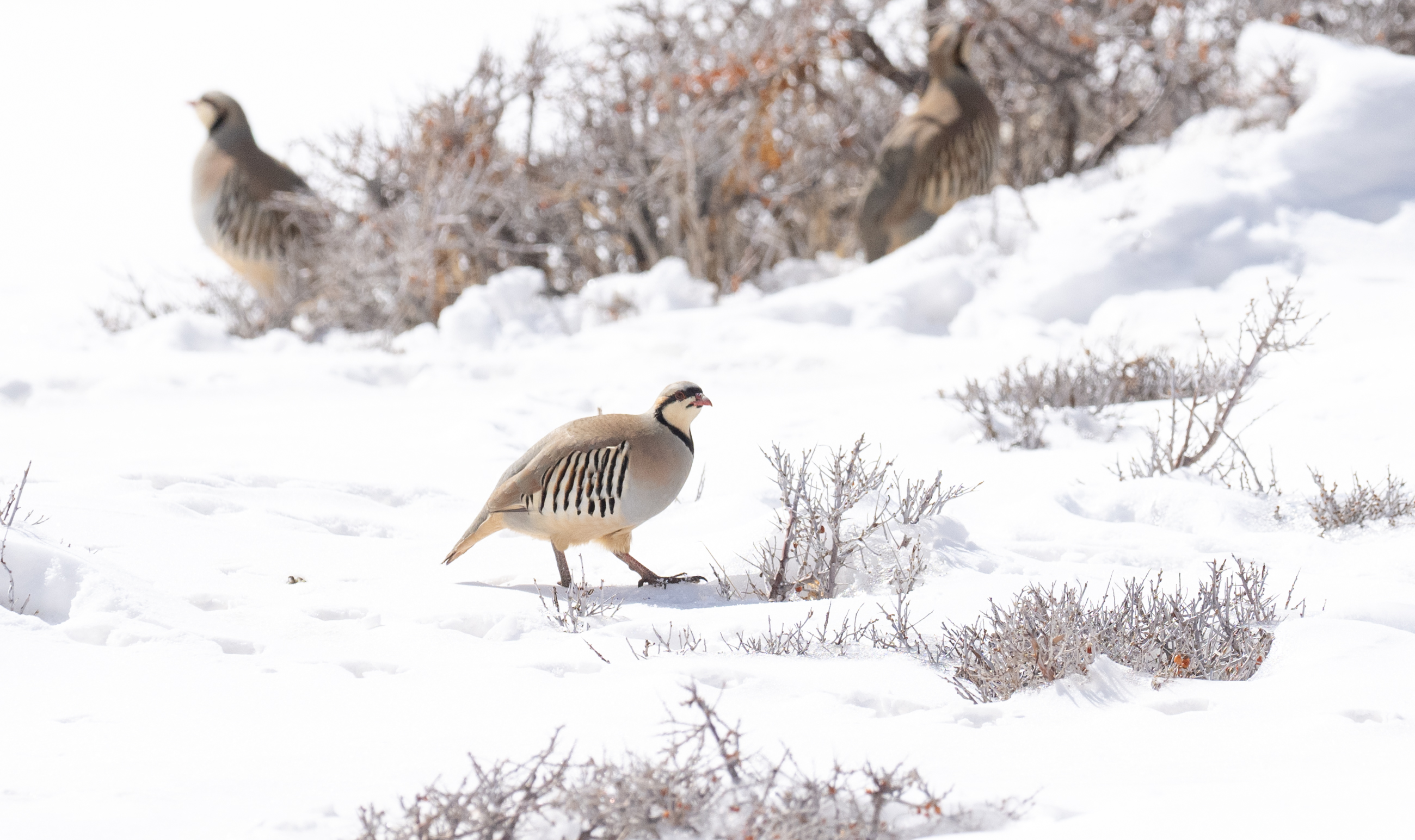 Chukar