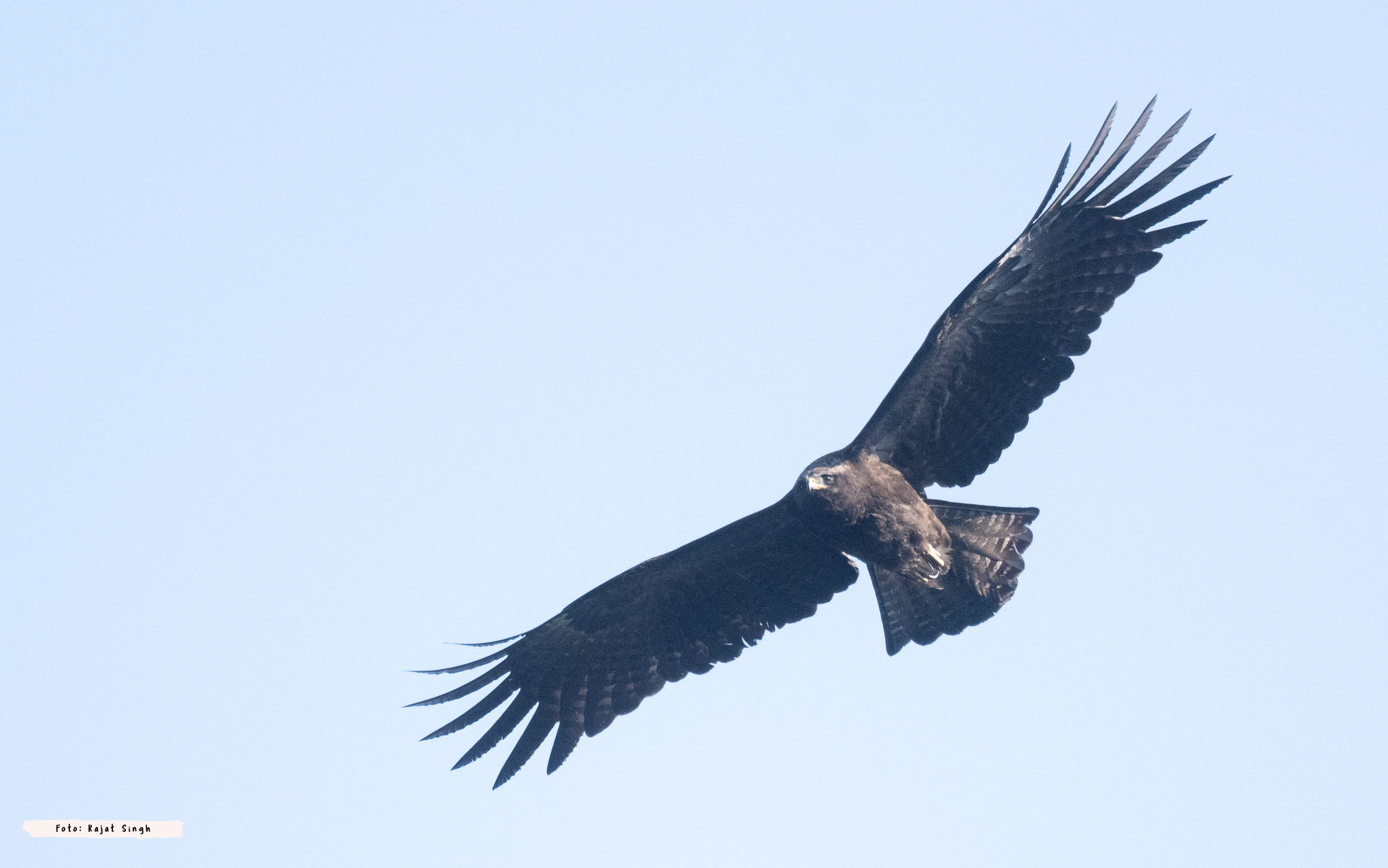 Black Eagle