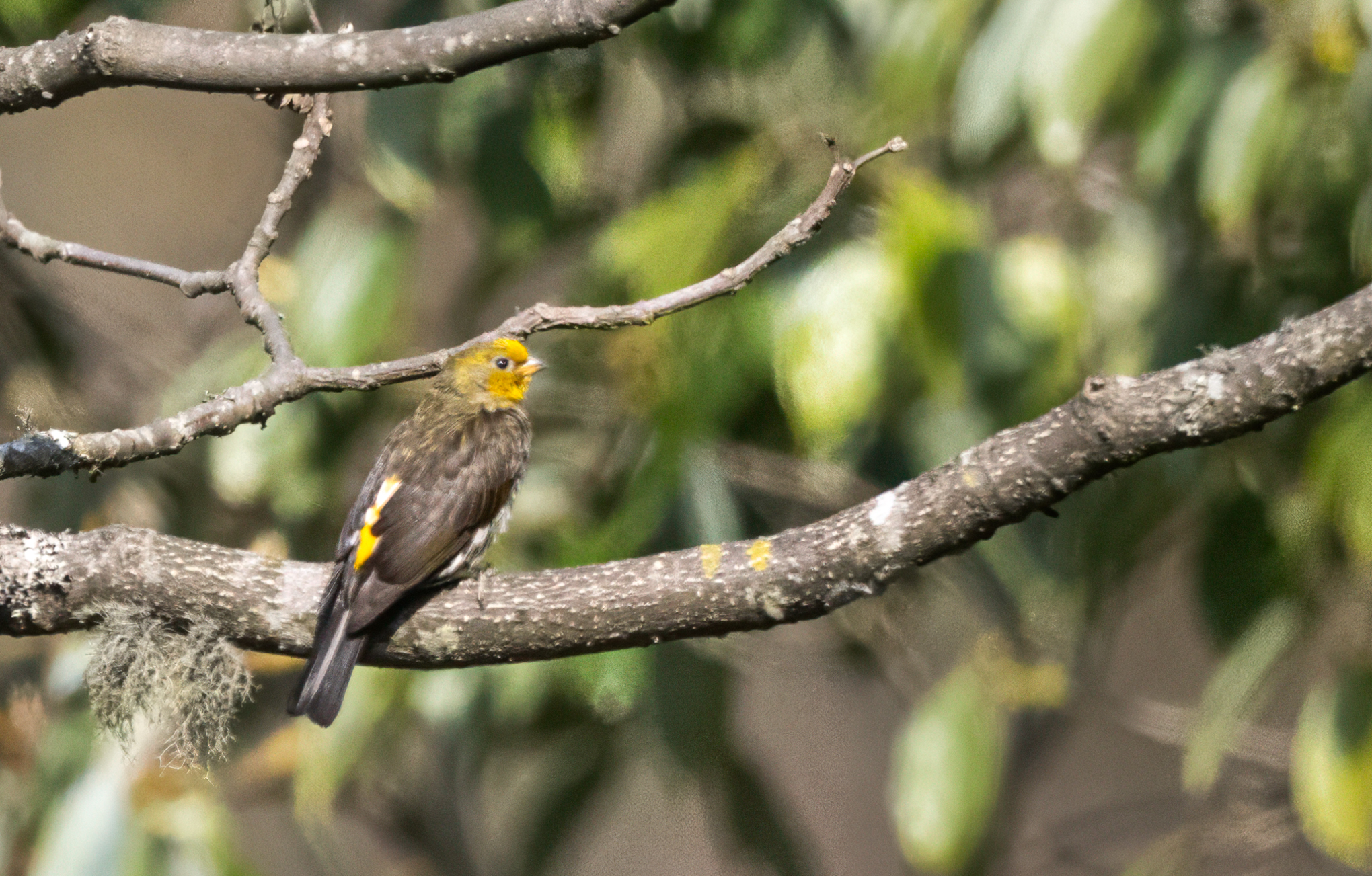Yellow-rumped Honeyguide