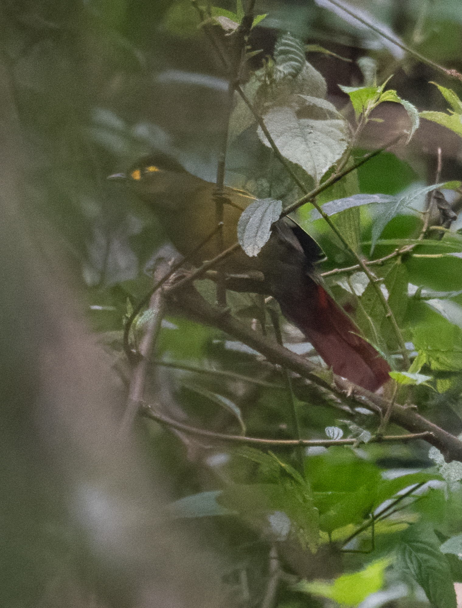 Bugun Liocichla