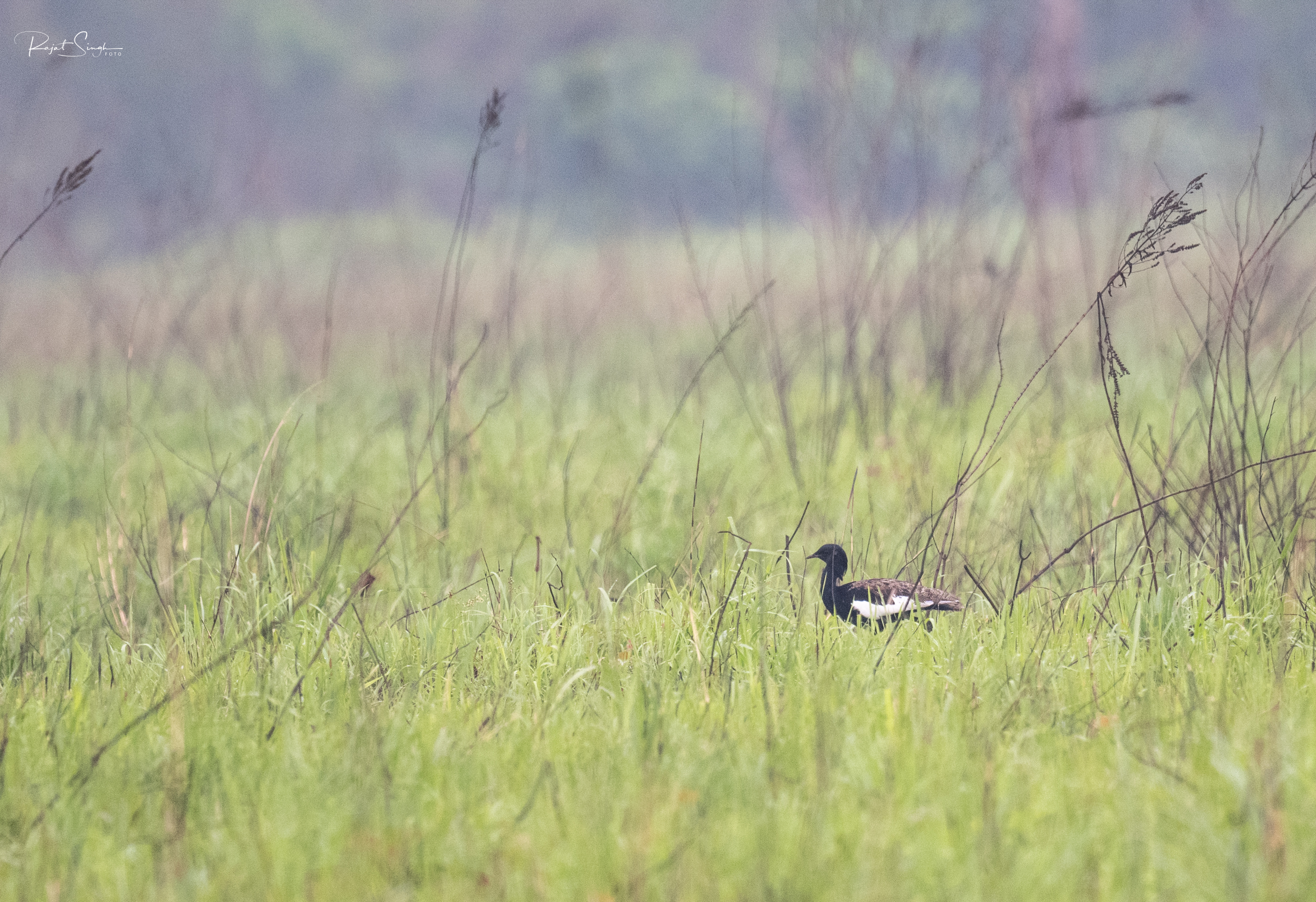 Bengal florican