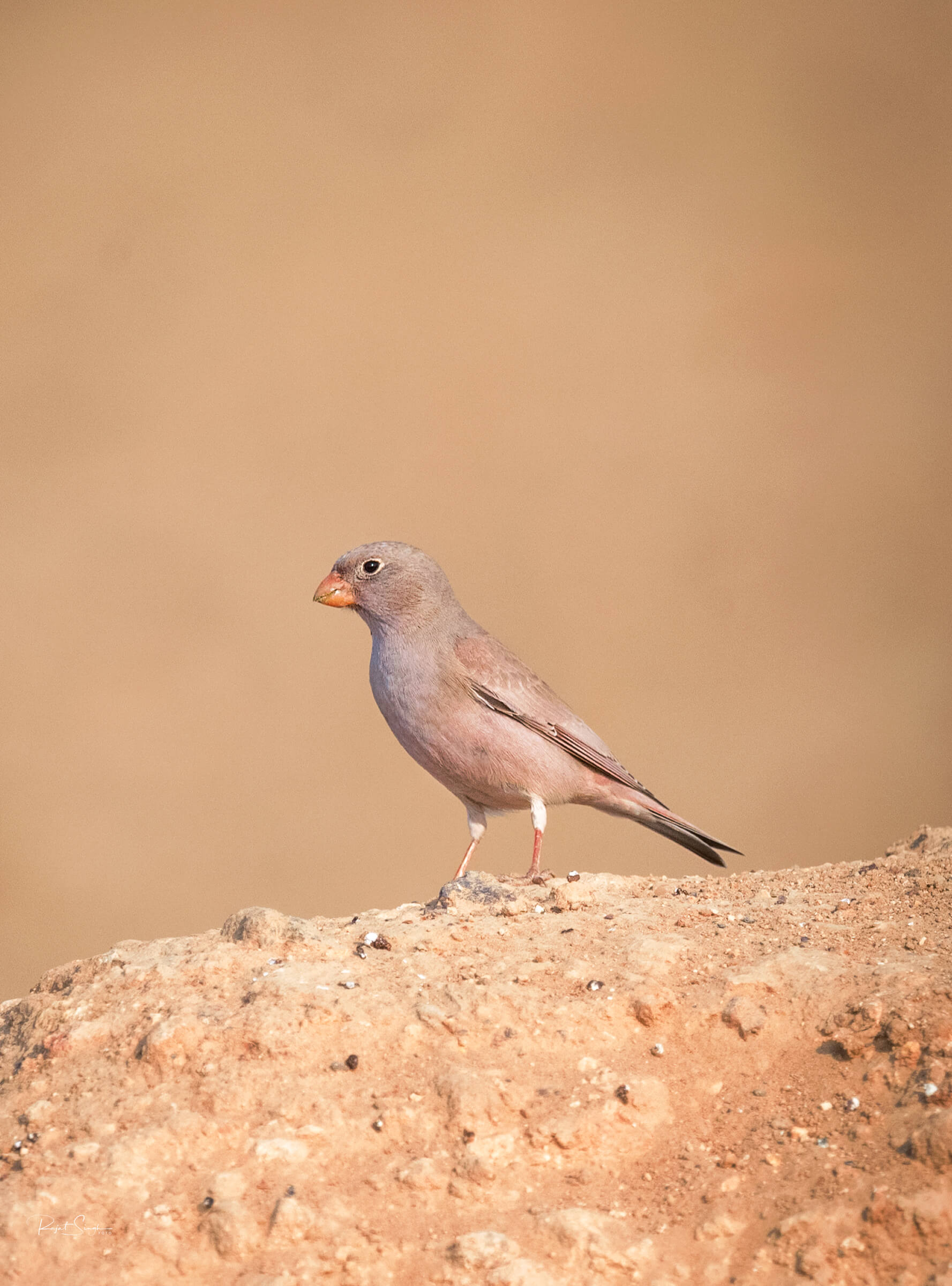 N7R_0079-Edit