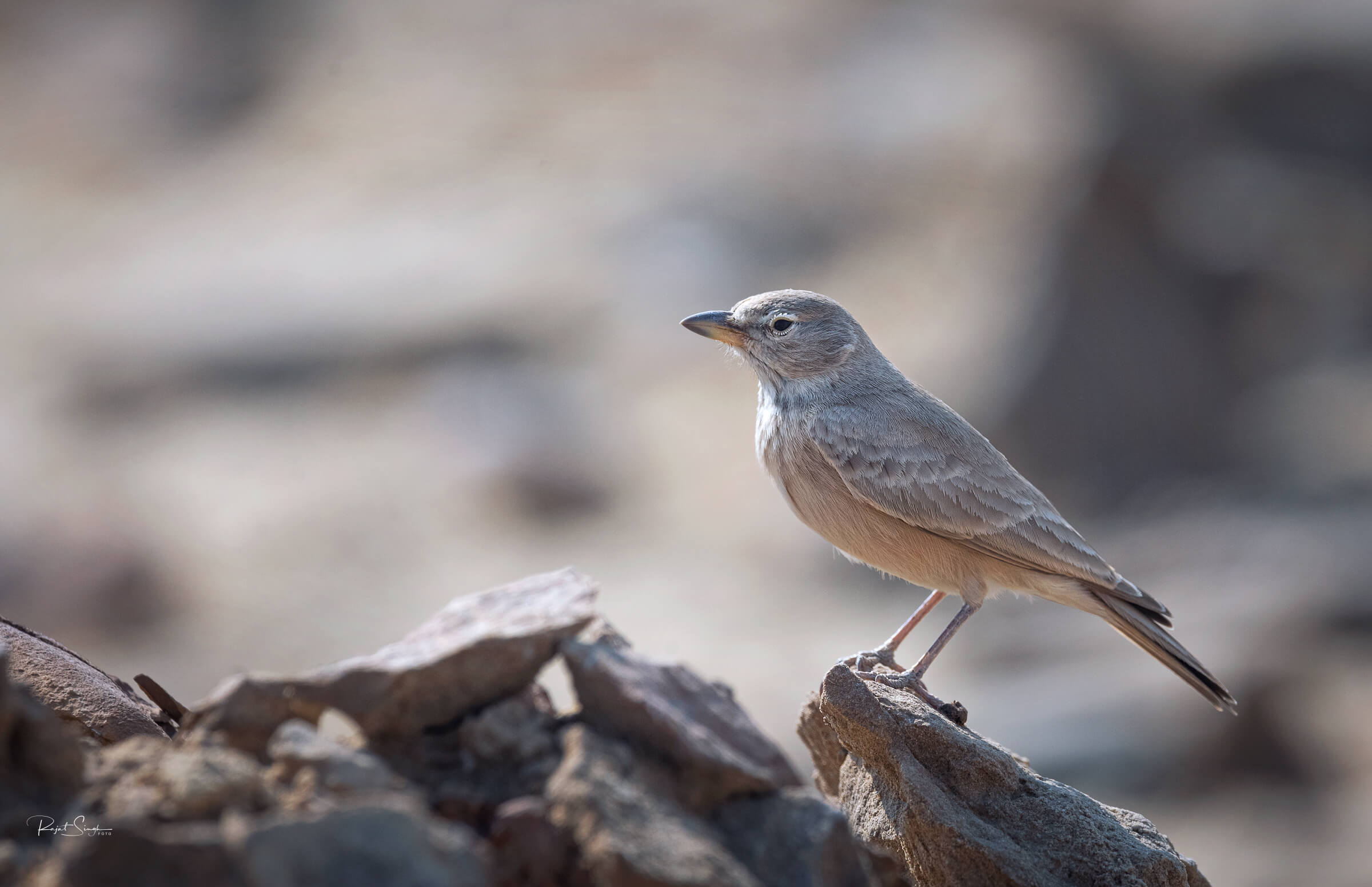N7R_9980-Edit