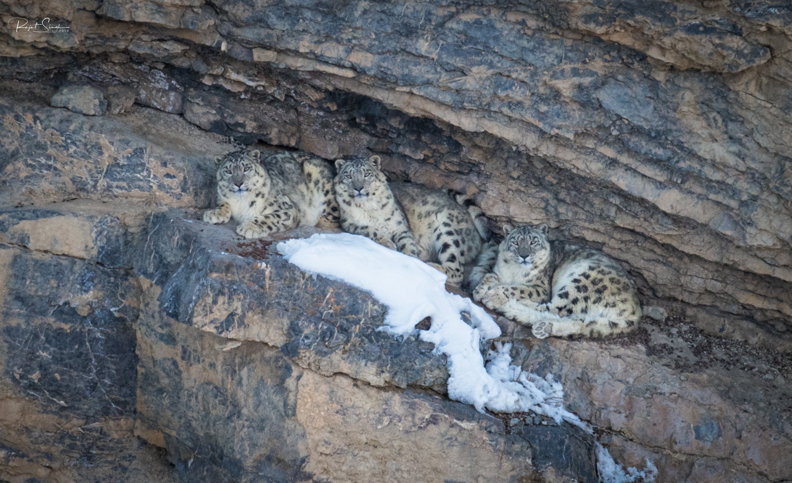 Snøleopard expedition 2026 | tigertracker.no