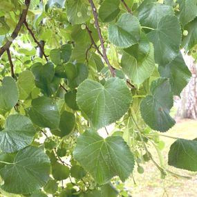 tilia2___serialized1