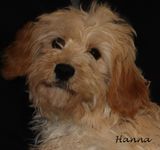 Hanna
