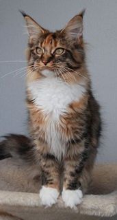 wulffcats Everlarsting
