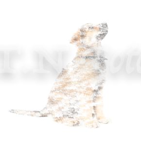 19092020-Shaggy1