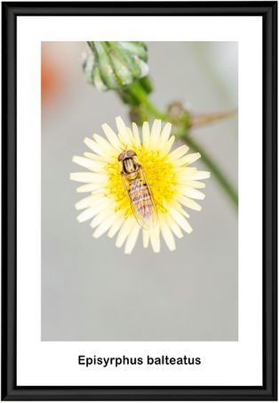 Blomfluga