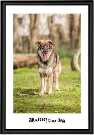 SHAGGY THE DOG