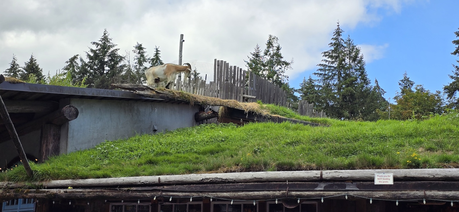 Goat on the roof