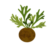 KOKEDAMAS