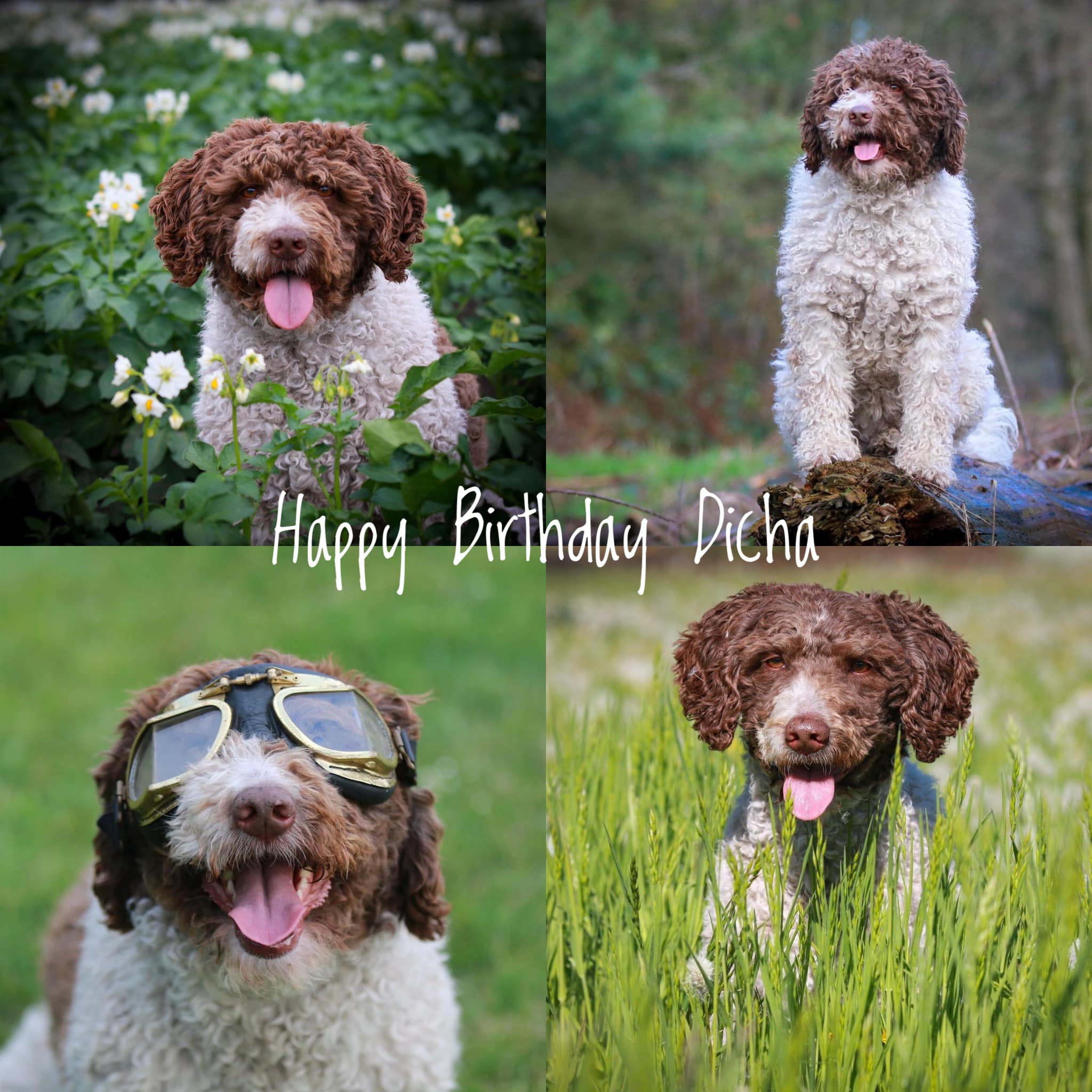 Happy New Year from kennel Todos Juntos