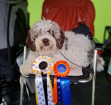 © Todos Juntos Taimi ~ Weewaddle Luv The Way U Look BOB @ Brabants Rashondenfestival © Todos Juntos Taimi ~ Weewaddle Luv The Way U Look BOB @ Brabants Rashondenfestival