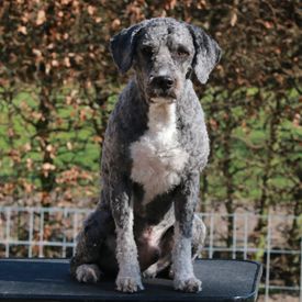 Jack - geschoren