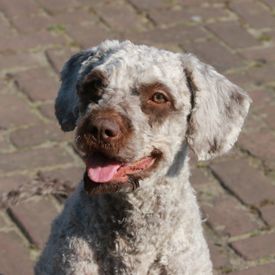 Pepa - geschoren