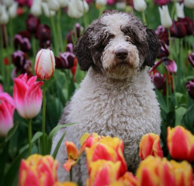 Pepa ~ Music del Rabadán Best of Breed Schaal Der Kempen © kennel Todos Juntos Pepa ~ Music del Rabadán Best of Breed Schaal Der Kempen © kennel Todos Juntos
