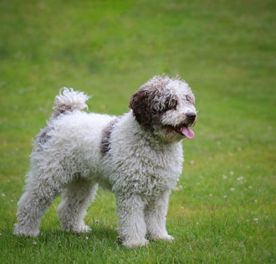 Taimi ~ JCh Weewaddle Luv The Way U Look © Todos Juntos Taimi ~ JCh Weewaddle Luv The Way U Look © Todos Juntos