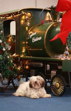 © Todos Juntos - Taimi op Brussels Dogshow © Todos Juntos - Taimi op Brussels Dogshow