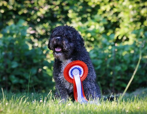 Jack 'Holland Cup Veteran Winner 2022' © Todos Juntos Jack 'Holland Cup Veteran Winner 2022' © Todos Juntos