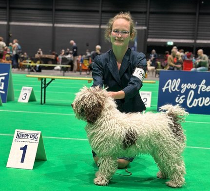 Spaanse waterhond Taimi Nederlands Kampioen Spaanse waterhond Taimi Nederlands Kampioen