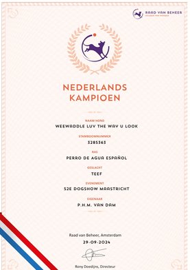 Spaanse waterhond Taimi Nederlands Kampioen Spaanse waterhond Taimi Nederlands Kampioen