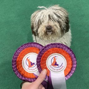 Winner rozetten