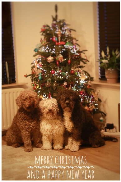 © Todos Juntos - Taimi op Brussels Dogshow © Todos Juntos - Taimi op Brussels Dogshow