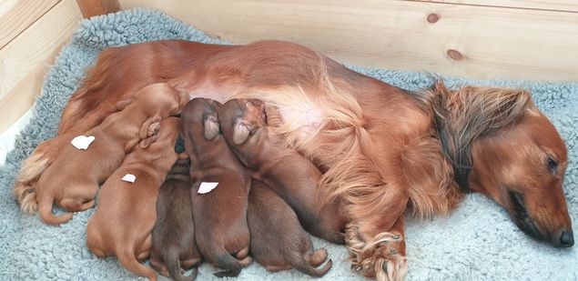De två Valparna i mitten med rosa lappar är tikarna och de väger mest av alla. Över 439 gram idag.