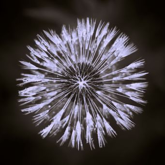 Dandelion-SW-1