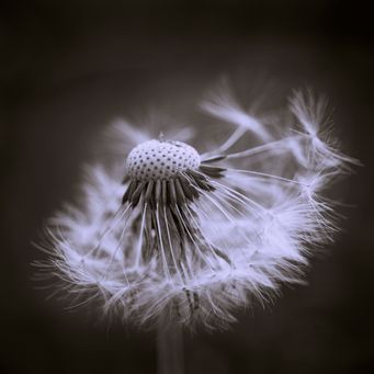 Dandelion-SW-2