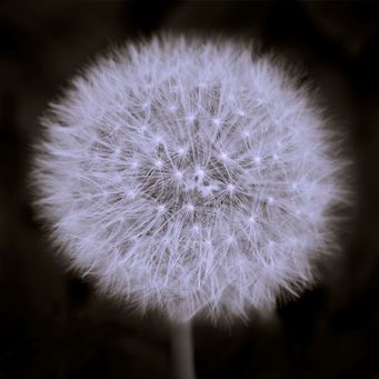 Dandelion-SW-3
