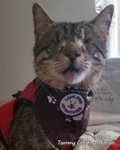 TommyCat