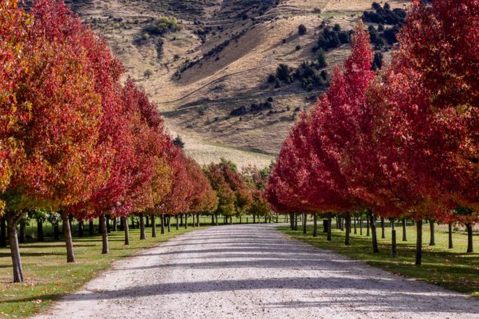 Classic Autumn
