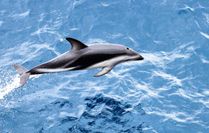Dusky Dolphin