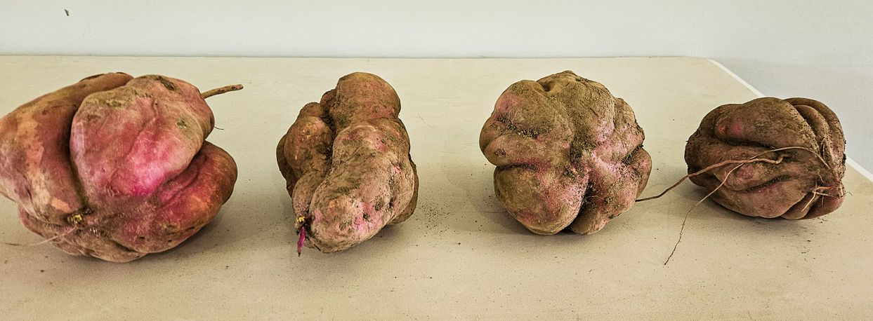 Kumara