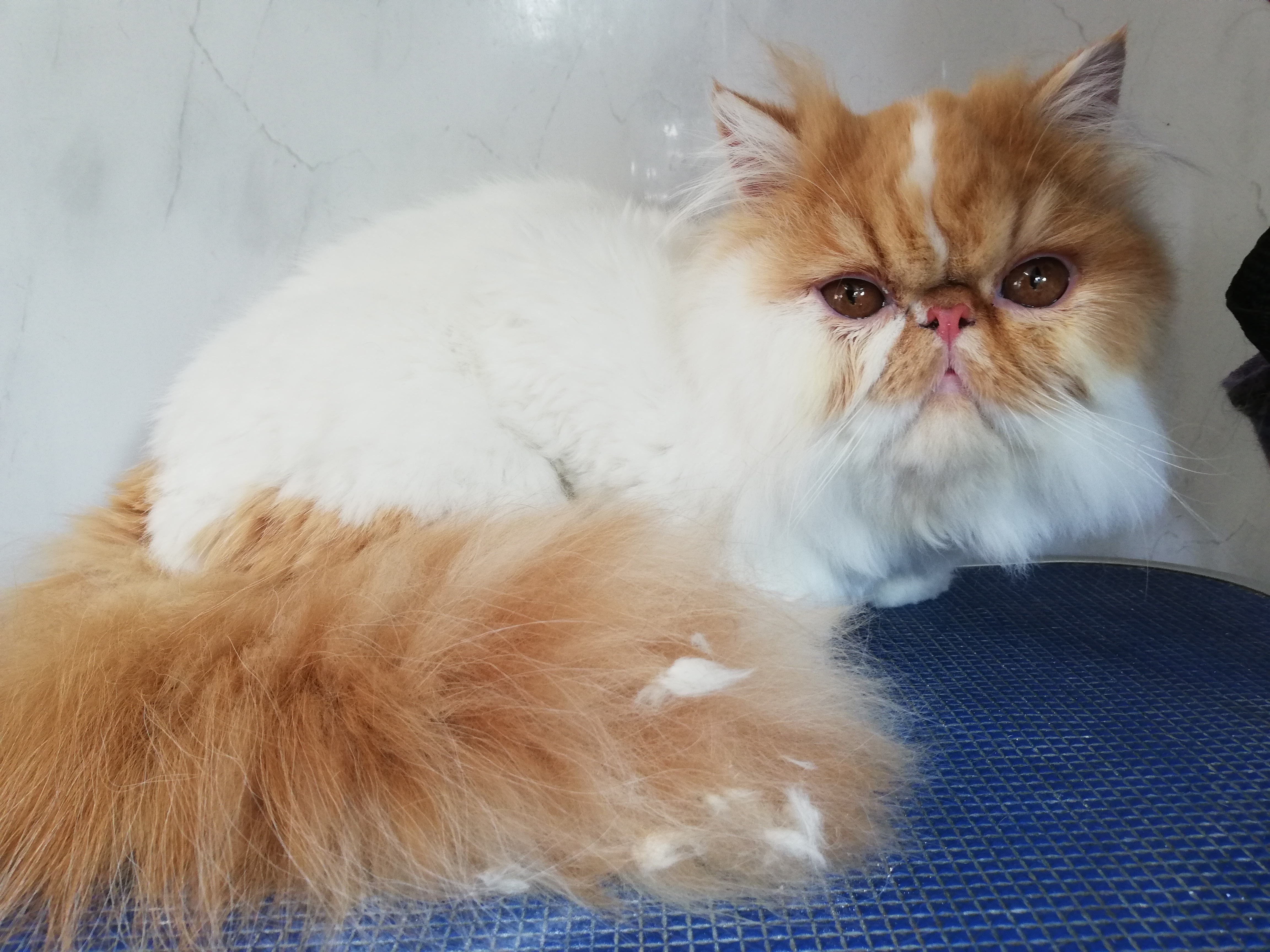 Cat3