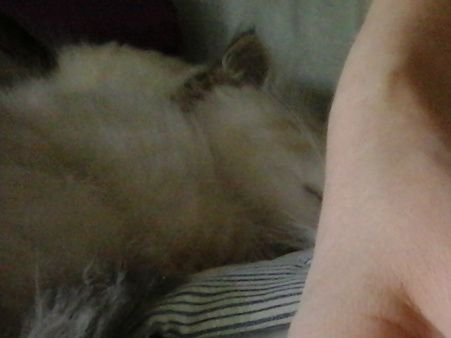 Pentujen kynnetkin leikattiin ennen eläinlääkäri-reissua.