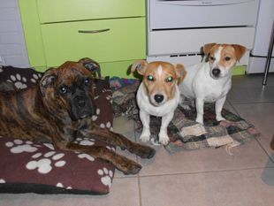 3 hond