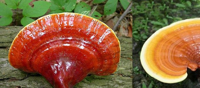 Ganoderma Lucidum