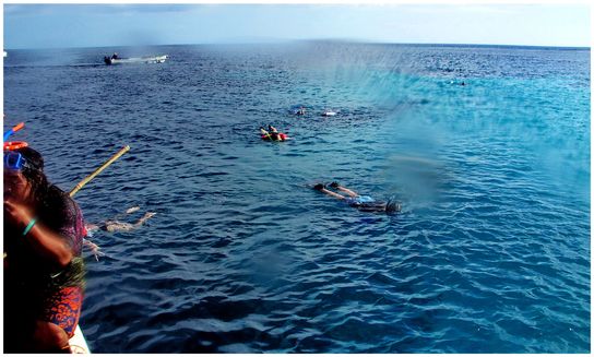 Apo Reef