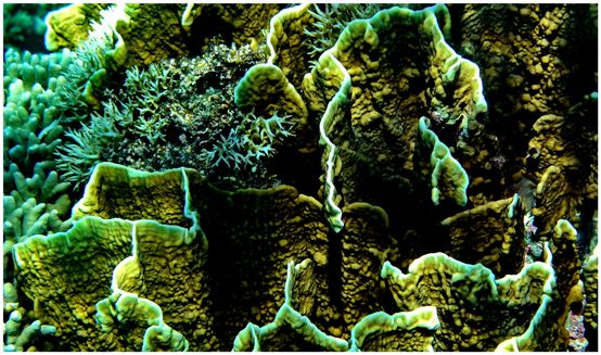 Apo Reef