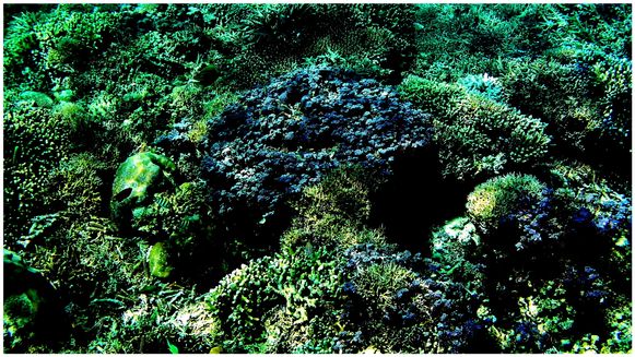 Apo Reef
