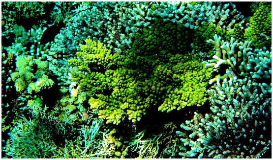 Apo Reef