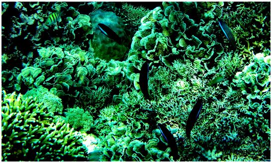 Apo Reef