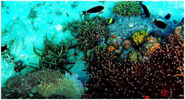 Apo Reef