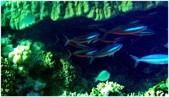 Apo Reef