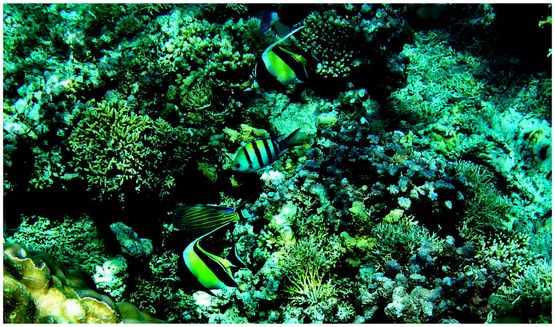 Apo Reef