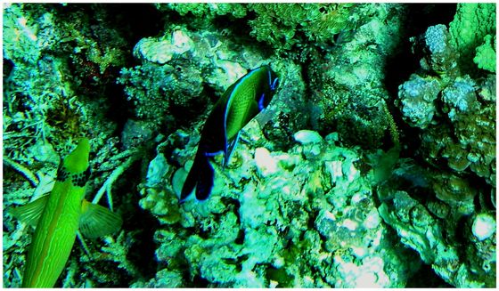 Apo Reef